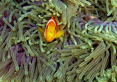 IMG_7664rc_Maldives_Madoogali_Poisson Clown des Maldives - Amphiprion Nigripe